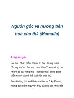 Nguồn gốc và hướng tiến hoá của thú (Mamalia) pps