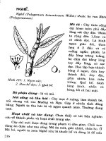 Cây thuốc chữa bệnh thông dụng (Phần 2-Kỳ 9) pot