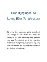 Hình dạng ngoài cá Lưỡng tiêm (Amphioxus) docx