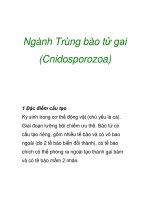 Ngành Trùng bào tử gai (Cnidosporozoa) pptx
