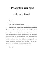 Phòng trừ sâu bệnh trên cây Bưởi Sâu hại pps