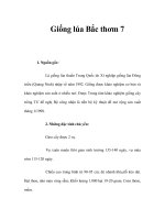 Giống lúa Bắc thơm 7 pps