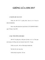 GIỐNG LÚA OM 2517 pptx