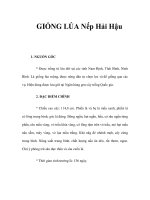 GIỐNG LÚA Nếp Hải Hậu docx