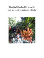 Biện pháp khắc phục hiện tượng khô cháy hoa và nứt vỏ quả non ở vải thiều docx