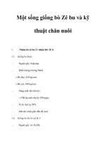 Một sống giống bò Zê bu và kỹ thuật chăn nuôi pot