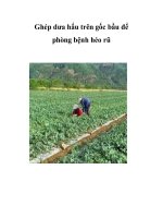 Ghép dưa hấu trên gốc bầu để phòng bệnh héo rũ pps