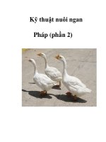 Kỹ thuật nuôi ngan Pháp (phần 2) docx
