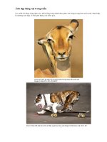 Ảnh động vật tuần 12