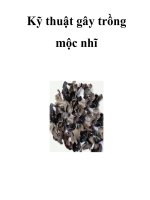 Kỹ thuật gây trồng mộc nhĩ pot