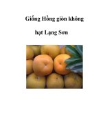 Giống Hồng giòn không hạt Lạng Sơn ppsx
