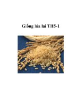 Giống lúa lai TH5-1 ppsx