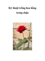 Kỹ thuật trồng hoa hồng trong chậu pps