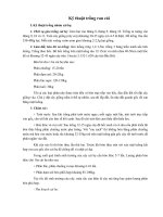 Kỹ thuật trồng rau cải pot