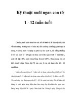 Kỹ thuật nuôi ngan con từ 1 - 12 tuần tuổi doc