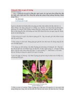 Gừng gió chữa xơ gan cổ trướng potx