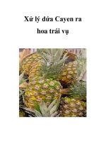 Xử lý dứa Cayen ra hoa trái vụ pot