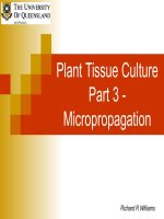 Mô thực vật Văn hóa Phần 3 - Vi nhân doc