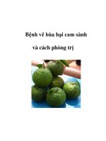 Bệnh vẽ bùa hại cam sành và cách phòng trị pps