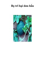 Bọ trĩ hại dưa hấu ppt