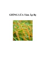 GIỐNG LÚA Tám Ấp Bẹ pdf