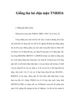 Giống lúa lai chịu mặn TNRH16 ppt