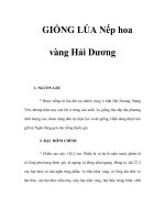 GIỐNG LÚA Nếp hoa vàng Hải Dương potx