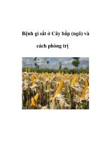 Bệnh gỉ sắt ở Cây bắp (ngô) và cách phòng trị pdf