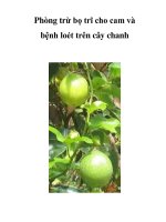 Phòng trừ bọ trĩ cho cam và bệnh loét trên cây chanh doc