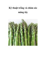 Kỹ thuật trồng và chăm sóc măng tây docx