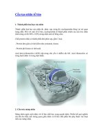 Cấu tạo nhân tế bào ppsx