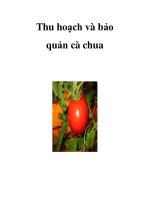 Thu hoạch và bảo quản cà chua pot