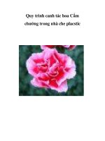 Quy trình canh tác hoa Cẩm chướng trong nhà che placstic ppsx