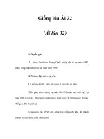 Giống lúa Ải 32 (Ải lùn 32) ppsx