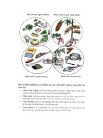 Kỹ Thuật Nuôi Heo Thịt, Heo Giống phần 2 pps