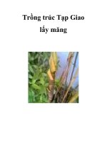 Trồng trúc Tạp Giao lấy măng doc