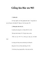 Giống lúa Bác ưu 903 pps