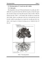 Tài liệu về môi trường - Phytodegradation - Thực vật chuyển hoá chất ô nhiễm pptx