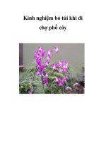 Kinh nghiệm bỏ túi khi đi chợ phố cây pot
