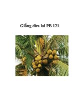 Giống dừa lai PB 121 pptx