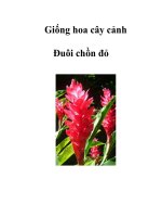 Giống hoa cây cảnh Đuôi chồn đỏ docx