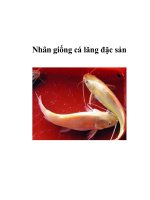 Nhân giống cá lăng đặc sản potx