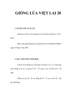 GIỐNG LÚA VIỆT LAI 20 ppsx