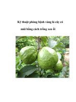 Kỹ thuật phòng bệnh vàng lá cây có múi bằng cách trồng xen ổi ppt