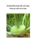 Sử dụng Pheromone bẫy côn trùng trong sản xuất rau an toàn pps