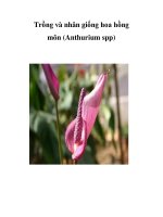 Trồng và nhân giống hoa hồng môn (Anthurium spp) potx