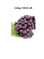 Giống NH.01-48 pot
