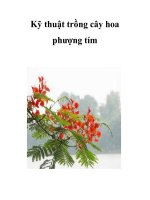 Kỹ thuật trồng cây hoa phượng tím pot