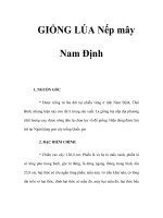 GIỐNG LÚA Nếp mây Nam Định docx