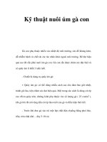 Kỹ thuật nuôi úm gà con doc